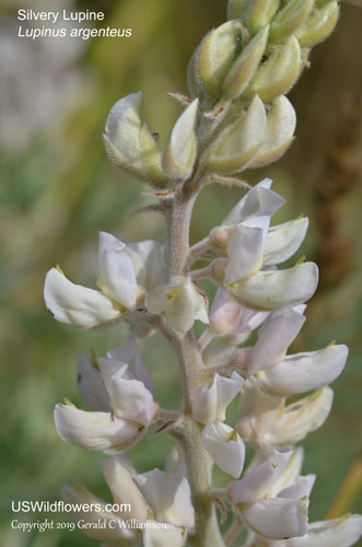 Silvery Lupine, Silver Stem Lupine - Lupinus argenteus 